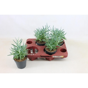 Senecio Mount Everest 12cm