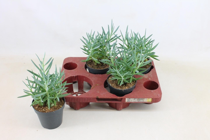 Senecio Mount Everest 12cm