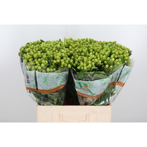 Hyp Mag Green