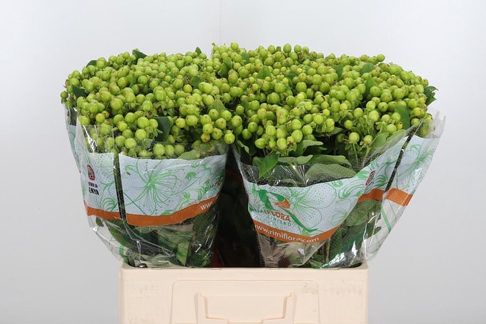 <h4>Hyp Mag Green</h4>