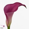 Zantedeschia pink jewel
