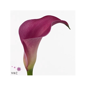 Calla Pink Jewel