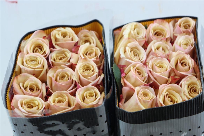 <h4>R Gr Caramel Dream</h4>