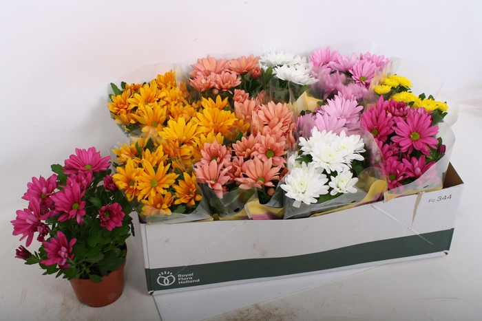 <h4>CHRYS GEM 6 KL</h4>