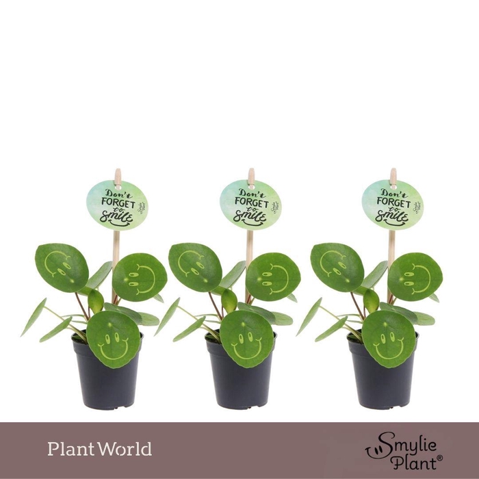 <h4>Pilea Smylie Plant® Ⓓ - Happy</h4>