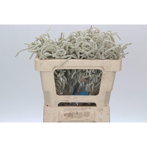 Amaranthus Yearming Desert