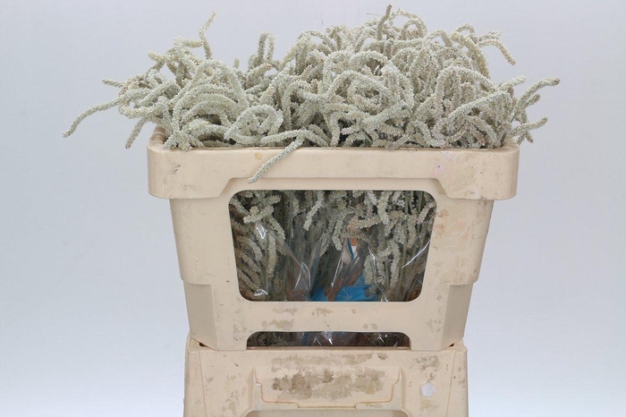 <h4>Amaranthus Yearming Desert</h4>