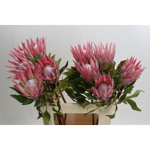 Protea Cynaroides