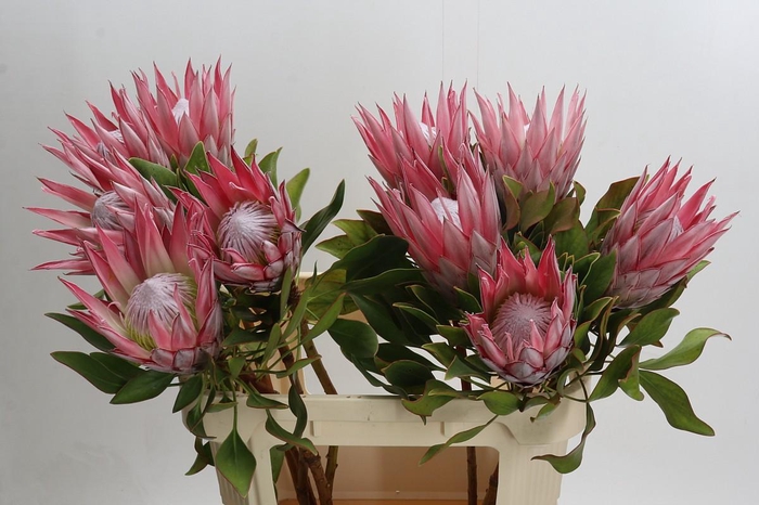 <h4>Protea Cynaroides</h4>