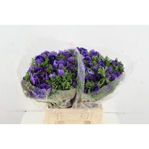 ANEMONE MISTRAL + BLUE