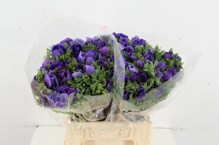 <h4>ANEMONE MISTRAL + BLUE</h4>