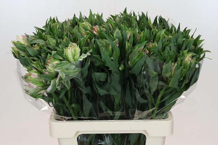 Alstroemeria Astronova Thabit