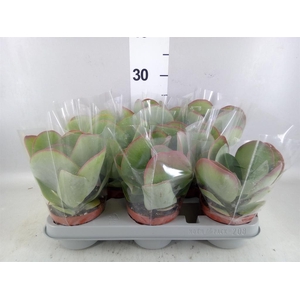 Kalanchoe NF thyrsiflora 'Red Lips'