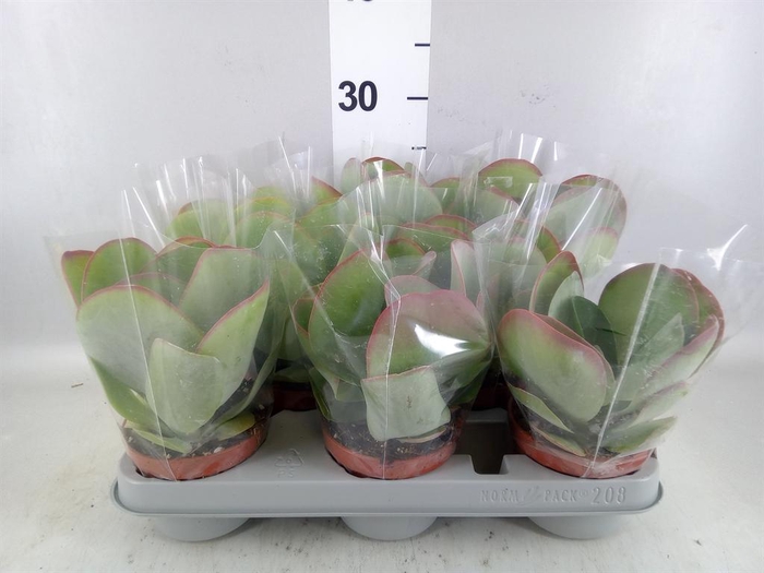 <h4>Kalanchoe NF thyrsiflora 'Red Lips'</h4>