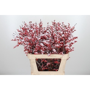 Ilex Met Bes Kl Bh Sneeuw