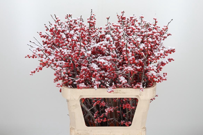 <h4>Ilex Met Bes Kl Bh Sneeuw</h4>