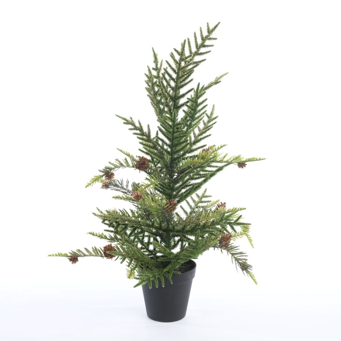 <h4>Af Sequoia 55cm Green+gold</h4>