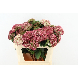 HYDR REVOLU SPRAY 3+