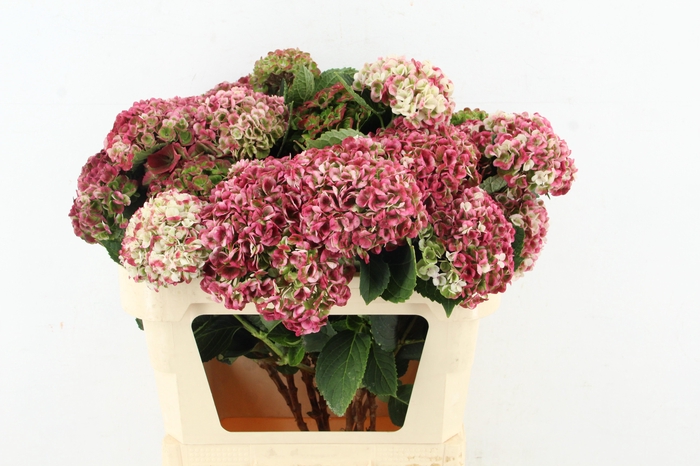 <h4>HYDR REVOLU SPRAY 3+</h4>