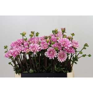 Dahlia Pink Perception