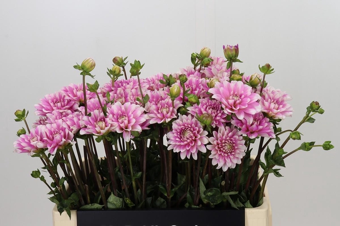 <h4>Dahlia Pink Perception</h4>