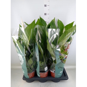 Spathiphyllum  'Bingo Cupido'