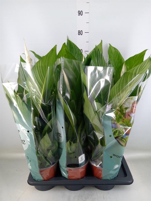 <h4>Spathiphyllum  'Bingo Cupido'</h4>