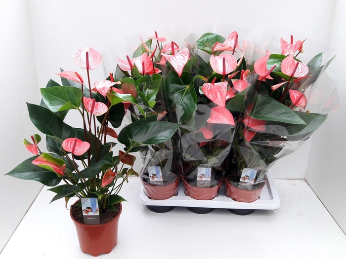 <h4>ANTHU AN OV</h4>