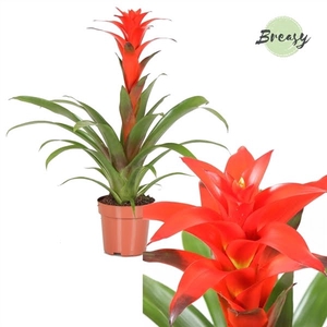 Guzmania Calypso