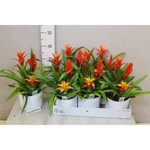 ARR BROMELIA
