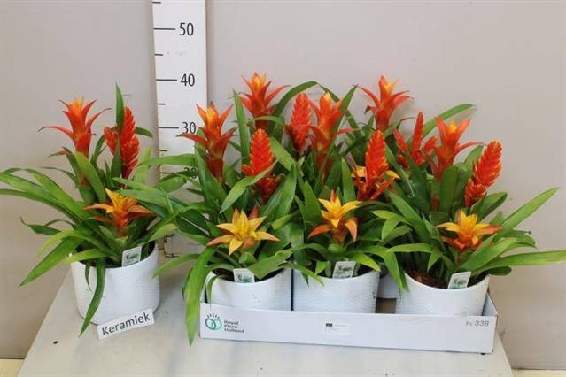 <h4>ARR BROMELIA</h4>