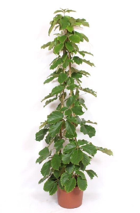 <h4>Tetrastigma voinierianum</h4>