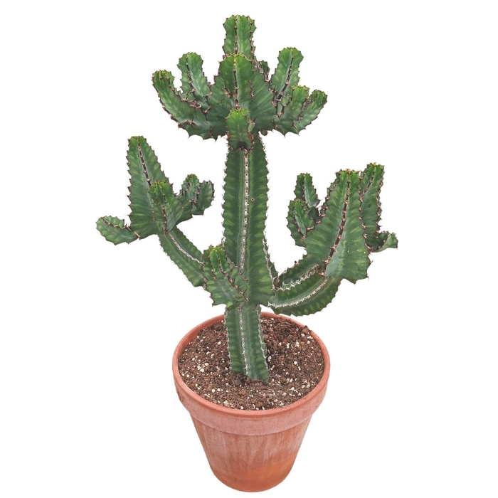 <h4>Euphorbia   ...</h4>