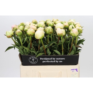 Paeonia in full sail