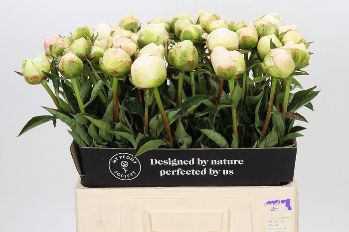 <h4>Paeonia in full sail</h4>