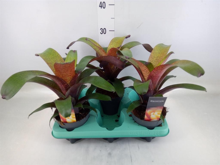 <h4>Vriesea   ...</h4>