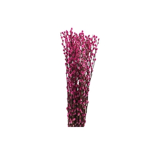 Salix Snowflake Klb Cerise