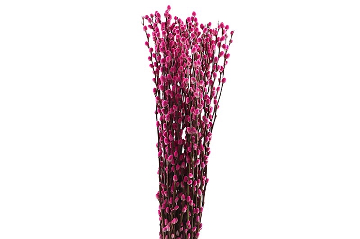 Salix Snowflake Klb Cerise