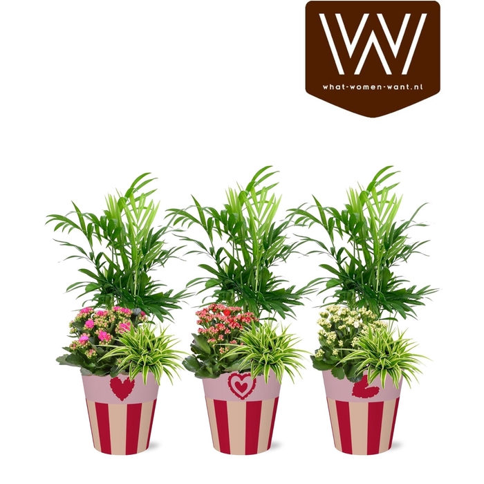 <h4>ARR KAMERPL</h4>