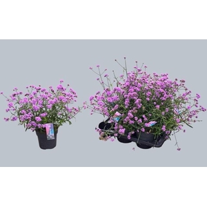 VERBE BONARIENSIS