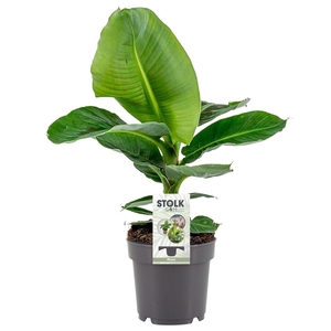 Musa 14cm 'Tropicana'