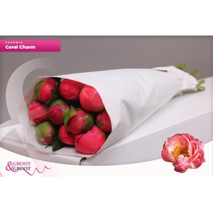 Paeonia Coral Charm