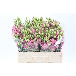 Eus G Rosi Rose Pink