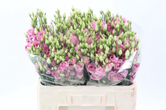 <h4>Eus G Rosi Rose Pink</h4>