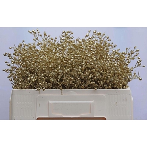 ROSA MAG ORA CASCADE