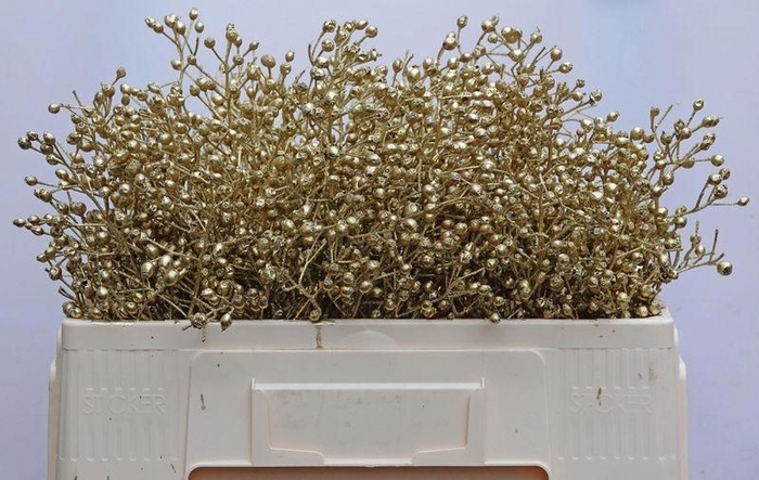 <h4>ROSA MAG ORA CASCADE</h4>