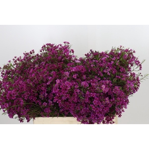 Chamelaucium Purple Rain