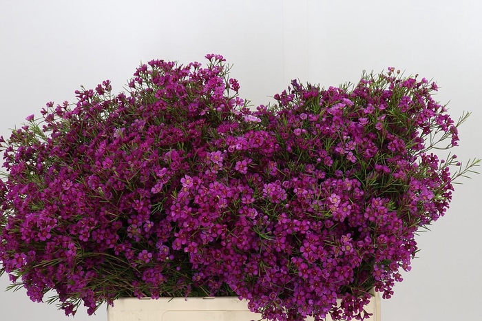 <h4>Chamelaucium Purple Rain</h4>
