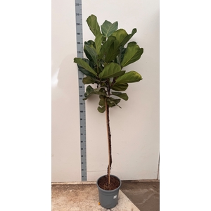 FICUS LYRATA