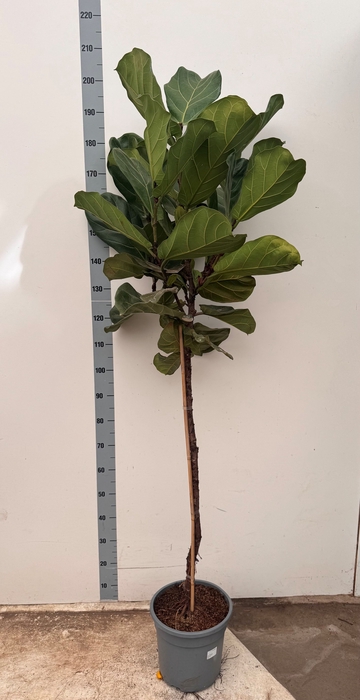 <h4>FICUS LYRATA</h4>